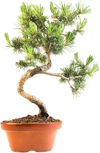 Bonsai Tree with Ceramic Flower Pot - Ligustrum, Ficus, Carmona, Podocarpus, Chinese Elm (6-9 Years, Bowl 12 cm) - Japanese White Pine (9 Years, Height 27 cm)