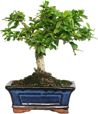 KENTIS - Carmona Bonsai - Fukien Tea Bonsai Korean tea - Real Indoor plants - Indoor plant - H 20-30 cm Pot Ø 15 cm
