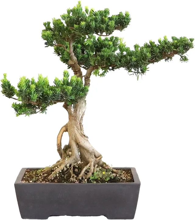 KENTIS - Podocarpus Macrophyllus Bonsai - Indoor and Outdoor Plants - Apartment Garden Balcony - 38cm Ceramic Pot
