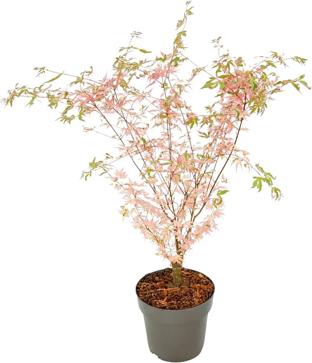 Plant in a Box - Japanese maple - Acer palmatum 'Taylor' - Height 35-55 cm - Pot 15 cm - Outdoor plant - Green - Pink