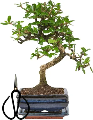 Bonsai Tree with Ceramic Flower Pot Approx 25-35 cm High, Saucer and Scissors Bonsai Gift Set (Bowl 15cm Approx 7 Years, Chinese Bonsai Carmona)