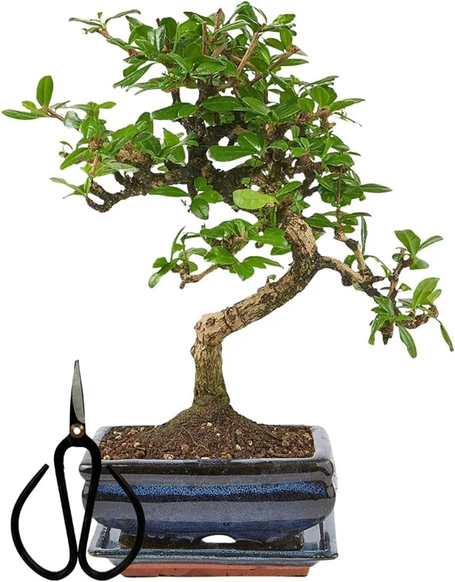 Bonsai Tree with Ceramic Flower Pot Approx 25-35 cm High, Saucer and Scissors Bonsai Gift Set (Bowl 15cm Approx 7 Years, Chinese Bonsai Carmona)