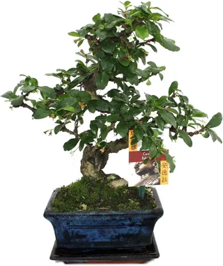 exotenherz - Bonsai Fukientee - Carmona microphylla - 6 years
