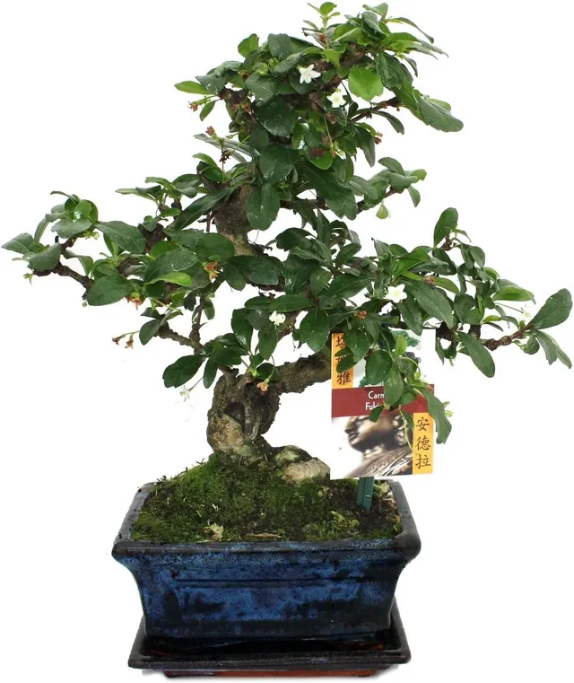 exotenherz - Bonsai Fukientee - Carmona microphylla - 6 years