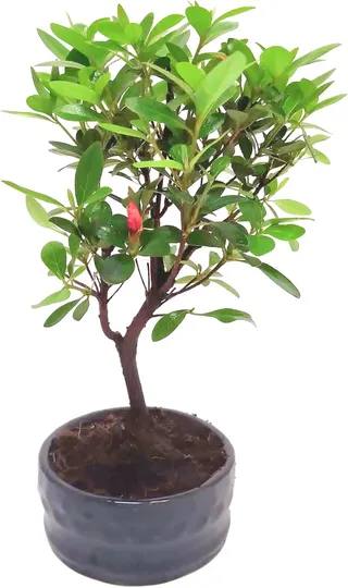 Bonsai Tree with Ceramic Flower Pot - Ligustrum, Ficus, Carmona, Podocarpus, Chinese Elm 6-9 Years (12cm Bowl, Rhododendron Bonsai (Azalea))