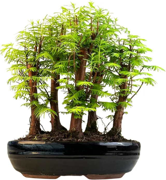 Metasequoia Forest - Living Prehistoric Tree in 26cm Pot | Indoor/Outdoor Bonsai | Rare Gift Idea | Easy Care | Decorative Plant for Home and Office