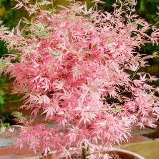Acer Palmatum Taylor Japanese Maple Large Tree Ready for Outdoor Garden Potted
