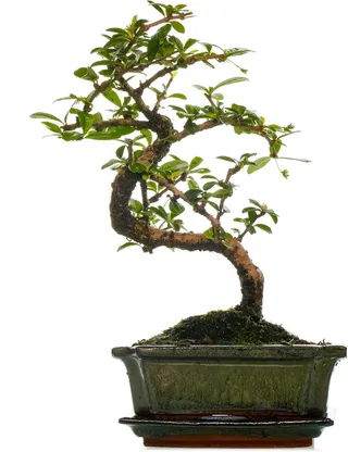 Carmona Indoor Bonsai Fukien Tea Tree in Pot 15 cm (30 to 40 cm Pot Included)