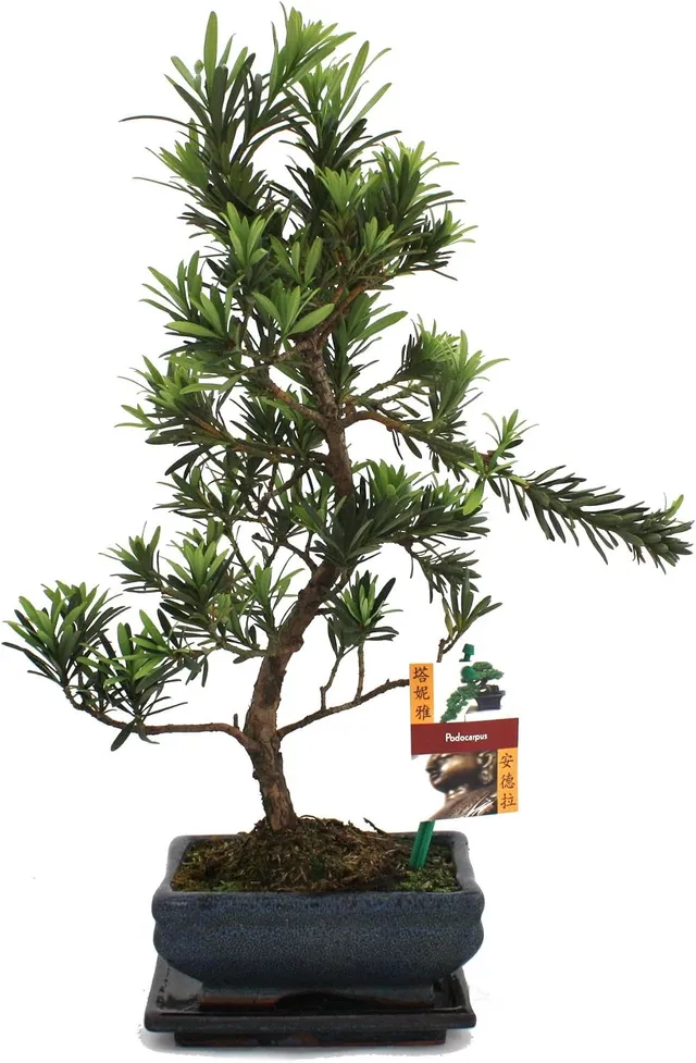 Exotenherz - Bonsai Stone Yew - Podocarpus macrophyllus - 6 years