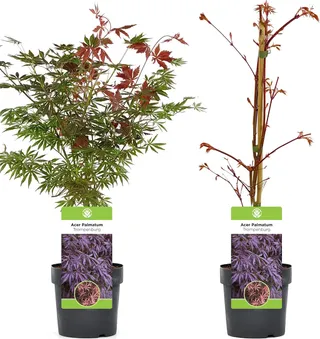 Acer palmatum "Trompenburg" | Japanese maple Deciduous garden plant Potted shrub