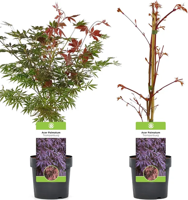 Acer palmatum "Trompenburg" | Japanese maple Deciduous garden plant Potted shrub