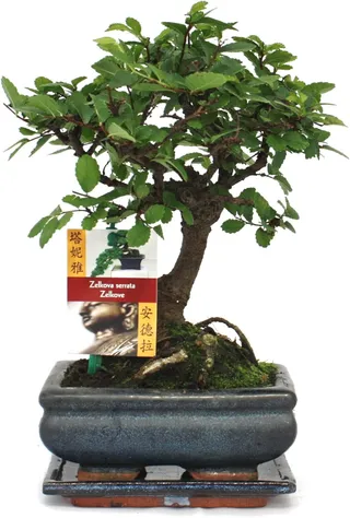 Chinese Elm Bonsai - Ulmus parviflora - 6 years - ball shape