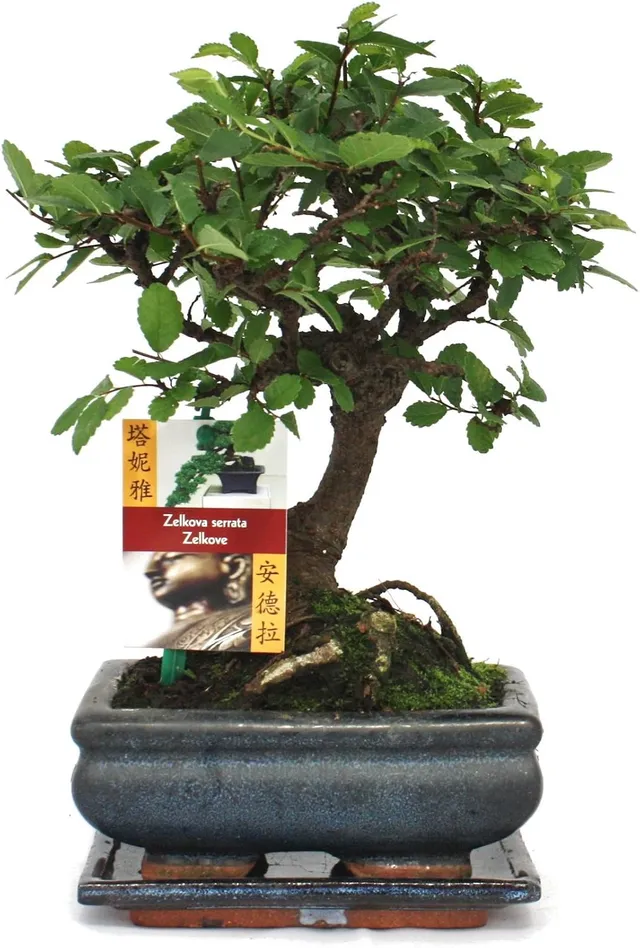 Chinese Elm Bonsai - Ulmus parviflora - 6 years - ball shape