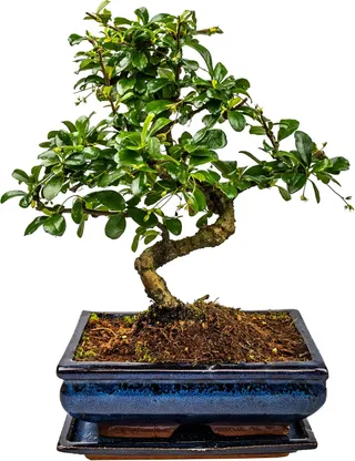 Bonsai Tree with Ceramic Flower Pot, Ligustrum, Ficus, Carmona, Podocarpus, Chinese Elm, Approx. 6-9 Years (Bowl 20 cm Approx 8 Years, Carmona P20 S)