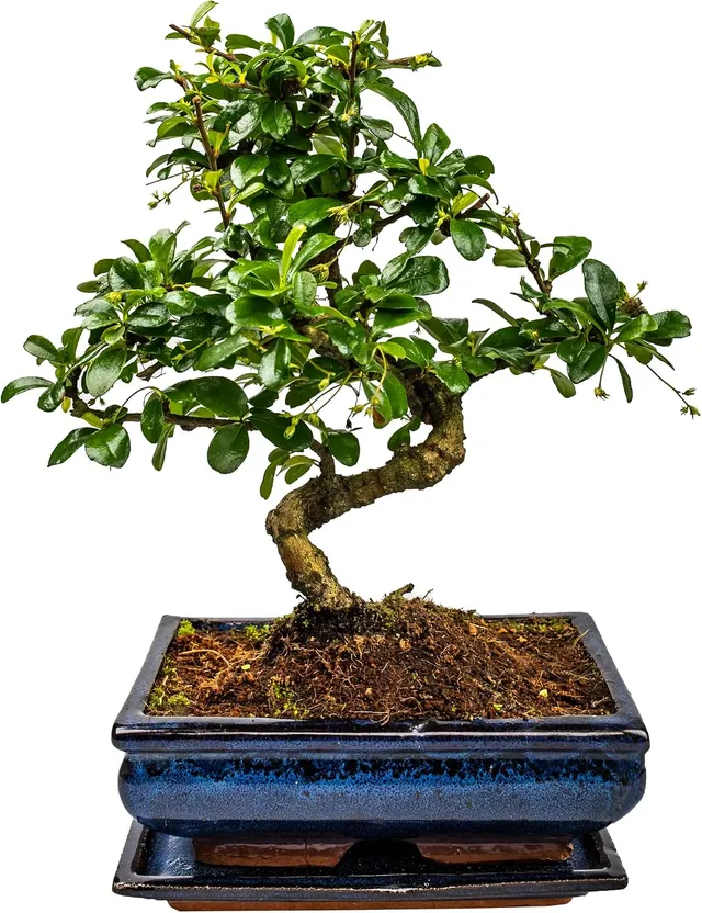 Bonsai Tree with Ceramic Flower Pot, Ligustrum, Ficus, Carmona, Podocarpus, Chinese Elm, Approx. 6-9 Years (Bowl 20 cm Approx 8 Years, Carmona P20 S)