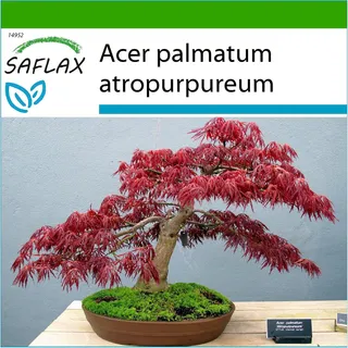 SAFLAX - Purple Japanese Maple - 20 seeds - With substrate - Acer palmatum atropurpureum