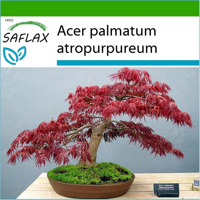 SAFLAX - Purple Japanese Maple - 20 seeds - With substrate - Acer palmatum atropurpureum