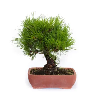 KENTIS - Bonsaï Pinus Densiflora - Pin Rouge du Japon - Plantes d'Extérieur Japonaises Authentiques - H 30-40 cm Pot en Terre Cuite Ø 25 cm