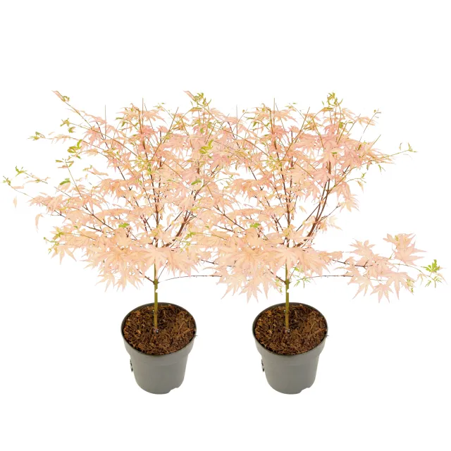 Érable du Japon - Set de 2 - Acer Palmatum 'Taylor' - Hauteur 35-55cm - ⌀15cm