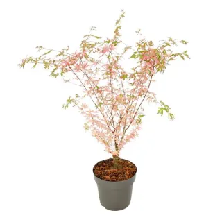 Érable du Japon - Acer Palmatum 'Taylor' - Hauteur 35-55cm - d15cm