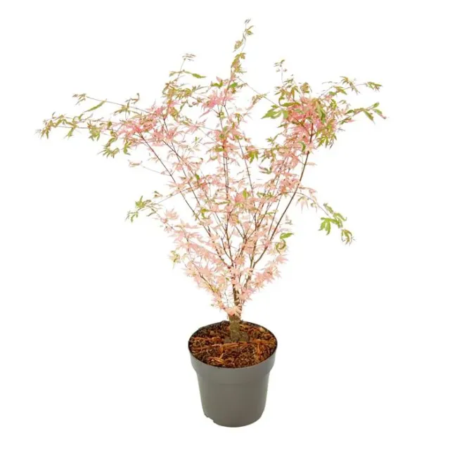 Érable du Japon - Acer Palmatum 'Taylor' - Hauteur 35-55cm - d15cm