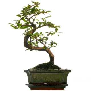Bonsaï d'intérieur Carmona Arbre à Thé de Fukien en Pot de 15 cm (de 30 à 40 cm pot inclus)